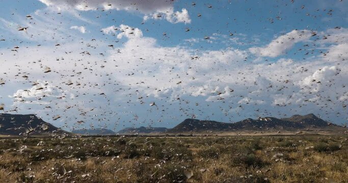 Millions of brown locust swarms decimating crops in Africa linked to Global warming, Climate change,Climate emergency