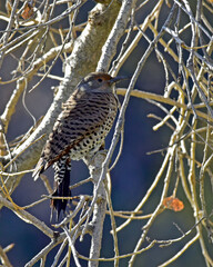 Northern Flicker Perched in a Tree at Payne's Creek, California