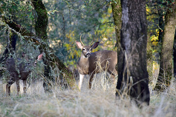 Mule Deer in Oak Forest at Payne's Creek, California