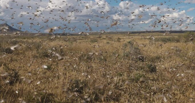 Millions of brown locust swarms decimating crops in Africa linked to Global warming, Climate change,Climate emergency