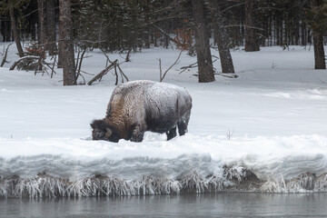 Bison in Yellowstone National Park in Winter