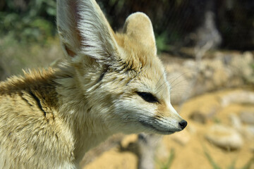 African Big-eared Fox at San Diego, California.