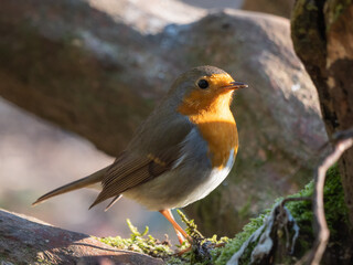 Nahaufnahme eines Rotkehlchens, teiweise im Sonnenlicht , Blick nach rechts , Erithacus rubecula