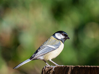 Obraz premium Nahaufnahme Kohlmeise mit verschwommenem Hintergrund, Seitenansicht, Parus major