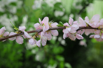 Obraz premium Blurred floral background, branch of a blooming peach in the garden in spring