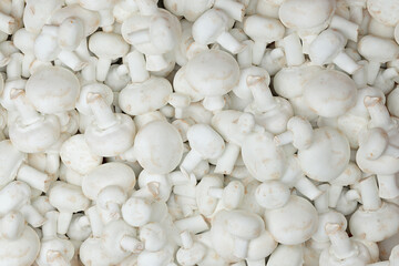 Fresh white champignons close-up shot from above. A lot of mushrooms.