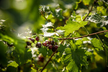 Jostaberry Ribes nidigrolaria, hybrid of a black currant and gooseberry in the garden. Branch with ripe berries close up. Selective focus