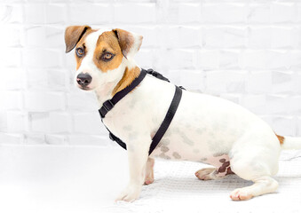 Jack Russell Terrier dog sitting over white tile wall