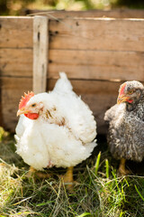 A hen on a farm in a pen. Live chicken farmers in the village. Chicken farm. Chickens walking on the grass and lawn. Home production of chickens
