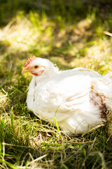 A hen on a farm in a pen. Live chicken farmers in the village. Chicken farm. Chickens walking on the grass and lawn. Home production of chickens