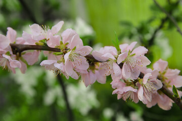 Blurred floral background, branch of a blooming peach in the garden in spring