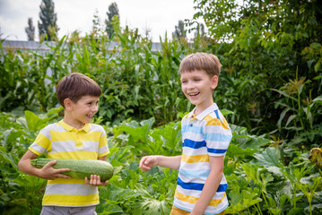 Portrait of two happy young boy holding marrows in community garden. Happy kids sibling brothers smiling and grimacing surprised with reach harvest. Eco village farming concept