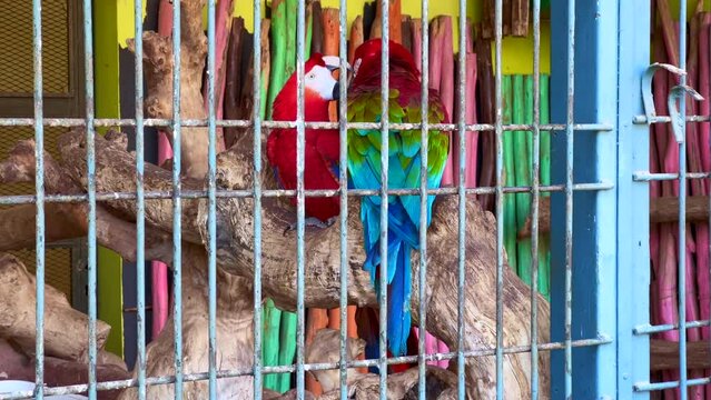 Couple of colorful parrots inside a large cage