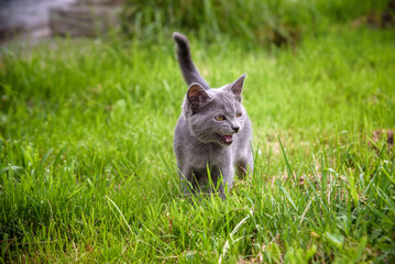 A small kitten is playing in the green grass and looking at the camera. A kitten is in the village learning to hunt. Playing with a cat outdoors