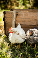 A hen on a farm in a pen. Live chicken farmers in the village. Chicken farm. Chickens walking on the grass and lawn. Home production of chickens