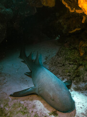 nurse shark dive in playa del carmen, Mexico.