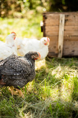 A hen on a farm in a pen. Live chicken farmers in the village. Chicken farm. Chickens walking on the grass and lawn. Home production of chickens
