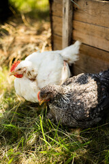 A hen on a farm in a pen. Live chicken farmers in the village. Chicken farm. Chickens walking on the grass and lawn. Home production of chickens