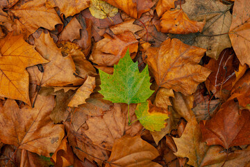 Diversity concept photo. Green leaf in fallen brown leaves. Autumn background