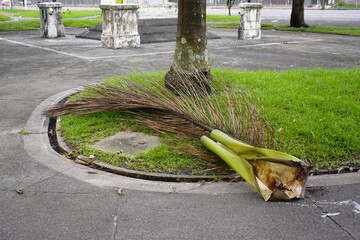 Danger of accidents, a palm leaf weighing around 20 kg fell from the tree after a storm. Belém,...
