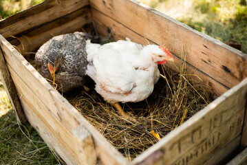 A hen on a farm in a pen. Live chicken farmers in the village. Chicken farm. Chickens walking on the grass and lawn. Home production of chickens