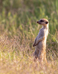 Meerkat, Addo Elephant National Park