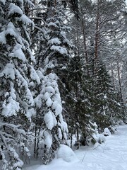 Road in the forest, cold, winter, trees