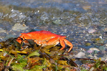 red crab on the beach