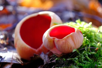 Winter and spring edible mushroom in beautiful orange red colour - Sarcoscypha austriaca or Sarcoscypha coccinea
