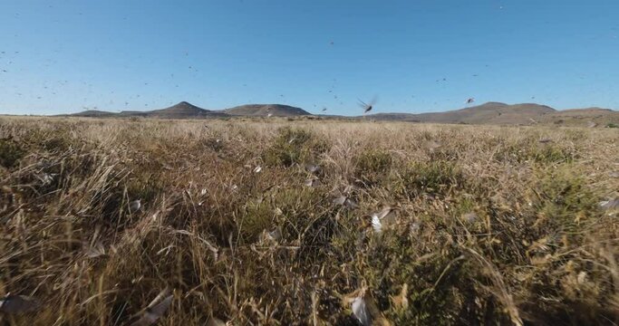 Tracking shot.Millions of brown locust swarms decimating crops in Africa linked to Global warming, Climate change,Climate emergency