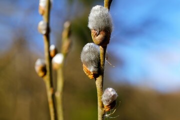 Close up of  catkins of Salix caprea (goat willow, also known as the pussy willow or great sallow) in very early spring