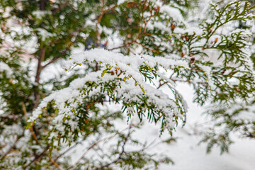 Fresh snow lies on the green branches of fir. The beginning of winter