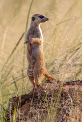 Meerkat, Addo Elephant National Park