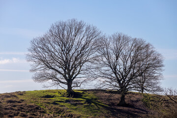 Selective focus of bare trees on the dunes with blue clear sky as background, Winter landscape view of tree trunk on hill side with leafless and branches, Countryside and forest in Netherlands.