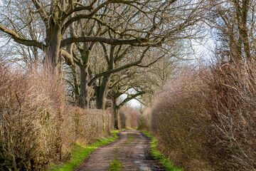 Landscape view of gravel walkways in winter along farmland, Nature path mud and pebbles, Branches of leafless trees and trunks along sidewalk, Countryside road in Netherlands, North Brabant.