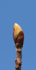 A leaf bud of the Anatolian sweetgum (Liquidambar orientalis), endemic to Marmaris - Mugla, Turkey.