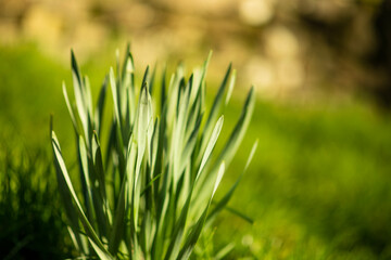 green nature in lens