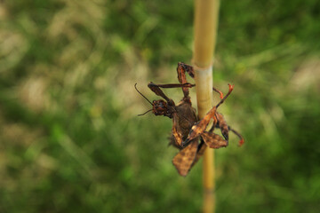 xtatosoma tiaratum, commonly known as the spiny leaf insect, the giant prickly stick insect.