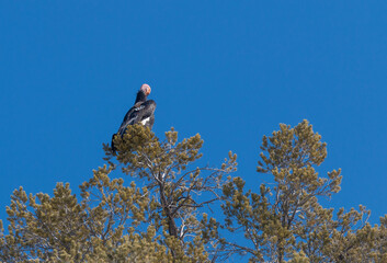 Endangered California Condor With Research Tag in Utah
