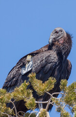 Endangered California Condor With Research Tag in Utah