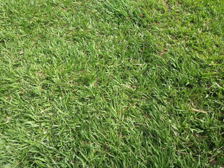 lawn