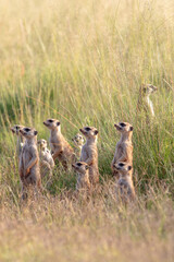 Meerkat, Addo Elephant National Park