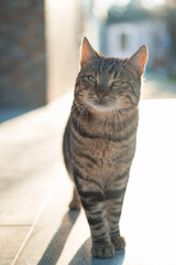 Naklejka premium Beautiful Stray Cat On The Street