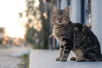 Cute Stray Kitten In City Street During Daytime