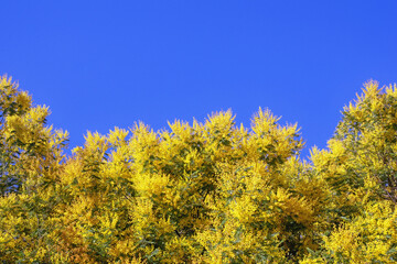 Fototapeta premium Beautiful floral blue and yellow border, space for text. Branches of Acacia dealbata tree ( mimosa ) in bloom. Bright yellow flowers against blue sky