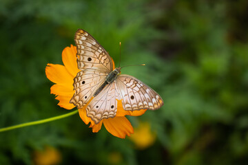 Brown and white butterfly perched on an orange flower with a green blurred vegetation background, showcasing its delicate wings and vibrant nature in a peaceful outdoor setting