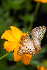 Brown and white butterfly perched on an orange flower with a green blurred vegetation background, showcasing its delicate wings and vibrant nature in a peaceful outdoor setting