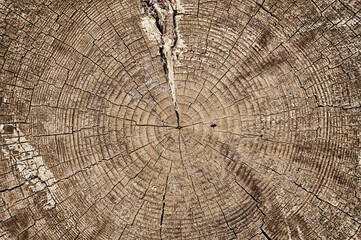 Wood texture of a cut log, background.