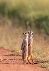 Meerkat, Addo Elephant National Park
