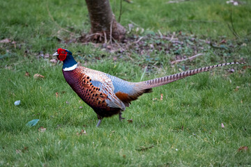 close up of a magnificent strutting male cock pheasant (Phasianus colchicus) 